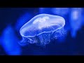 Water Sounds Jellyfish Aquarium 4k (🎧 Best with Headphones) Underwater White Noise for Relaxation