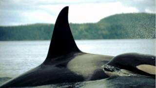Male/ Female Orcas