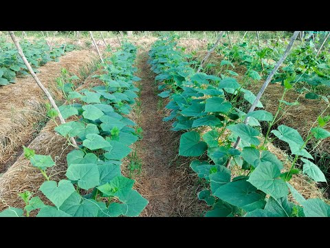 , title : 'cách trồng dưa leo/cần làm gì khi dưa 23 ngày #cucumber 🥒#2023 #dưaleo #caycanh'