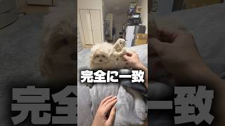 ペットにあんまり構ってあげないとこうなる #犬のいる生活 #マルプー