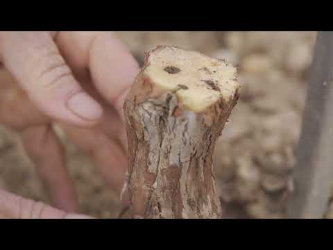 Hay que hacer injerto de pua en VID YA!