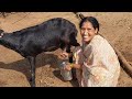 Viral Milk Making Vlog ️