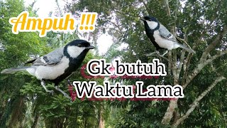 Download lagu Ampuh !!! gk butuh Waktu Lama || Pancingan gelatik Batu agar Bunyi mp3 Download lagu Ampuh !!! gk butuh Waktu Lama || Pancingan gelatik Batu agar Bunyi mp3