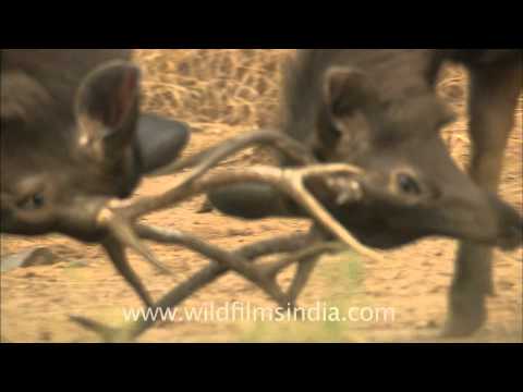 Sparring Sambhar deer: clash of antlers!