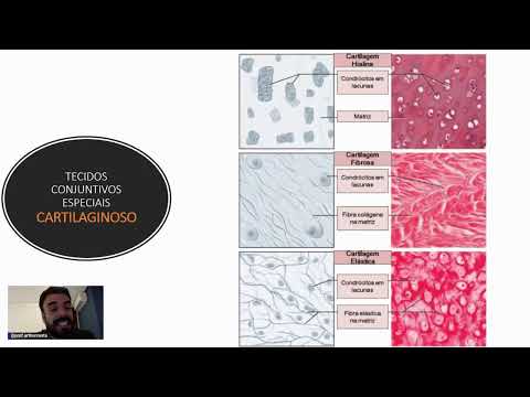 BIOLOGIA 1 - FENIX 22- TECIDO EPITELIAL E CONJUNTIVO