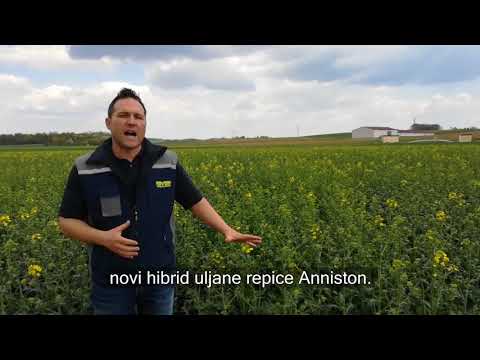 Turnip Yellow virus uljane repice