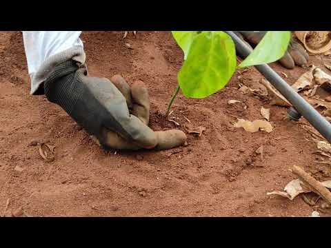Como plantar Maracujá - Do Início, Mudas ao Solo e a importância das Estacas de Bambú na Irrigação
