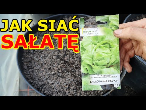 Jak i kiedy siać Sałatę do Gruntu i Donicy | Uprawa Sałaty w ogrodzie