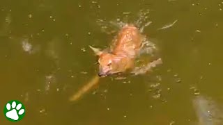 Baby deer swims right into rescuer