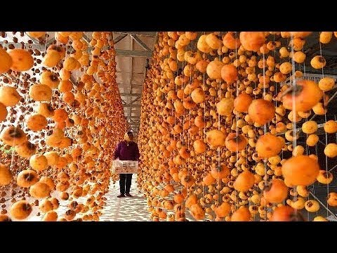 World's Most Expensive Persimmon - Japanese Persimmon Harvest And Drying Process With Mdern Tech