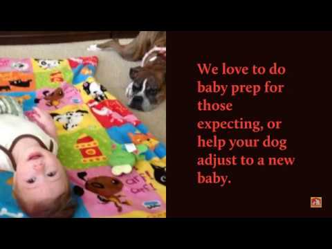 Dog Training In Your Home Myrtle Beach video.