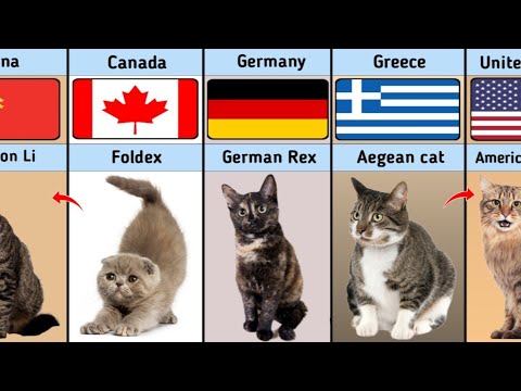 Cat Breeds From Different Countries || Data Compression || Digital Mehfuz || DM