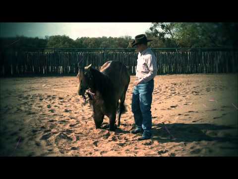 Clinton Anderson's Trick Training Series