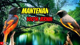 Download lagu MASTERAN MANTENAN mp3 Download lagu MASTERAN MANTENAN mp3