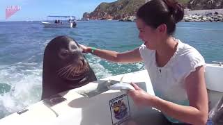 Sea Lion Hitches a Ride on Boat