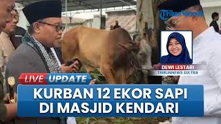 12 Ekor Sapi Kurban Disembelih di Masjid Al Kautsar Kendari, Ada Bantuan dari RI 1 & Gubernur Sultra