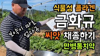 식물성 콜라겐 금화규 씨앗 채종하기 / 갱년기 증후군 감소 효과 / 항산화·항피로·노화방지 / 피부미용에 좋…
