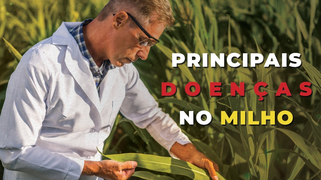 Principais DOENÇAS na CULTURA DO MILHO