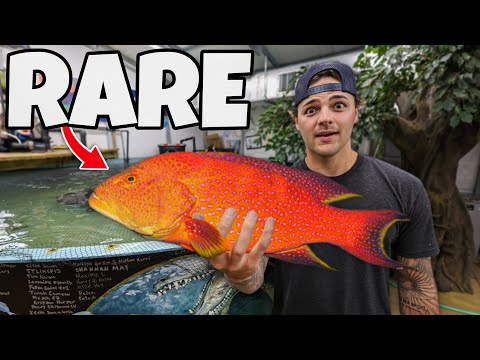 Buying SUPER RARE GROUPER for My SHARK POND!!