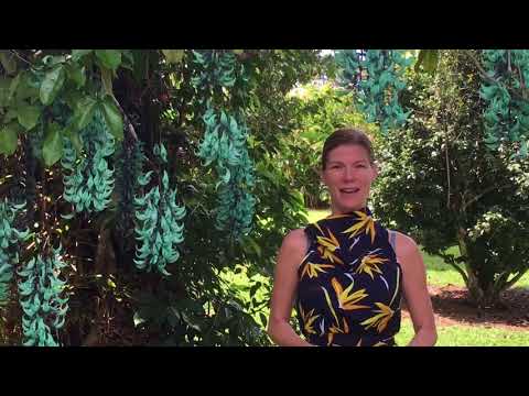 Misty Mountains Rainforest Retreat