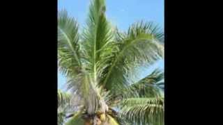 Soliman Bay, Mexico, High in a Coconut Tree, HR