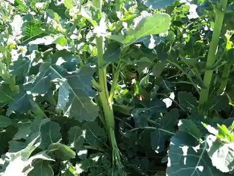 Aktuelle Situation im Winterraps