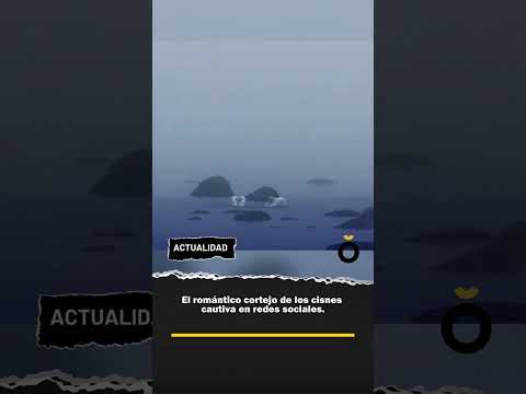 La danza de los cisnes: En el Golfo de Finlandia, los cisne despliegan uno de los rituales más bello