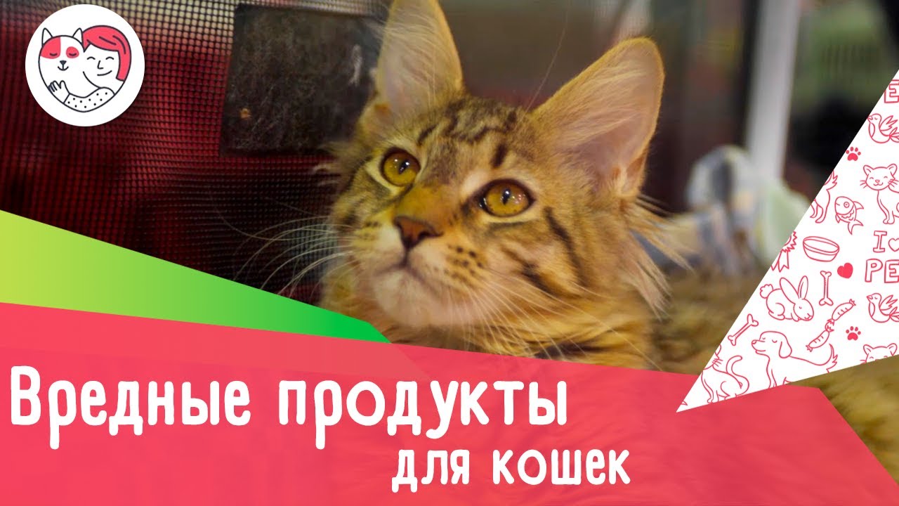7 вредных для кошек продуктов