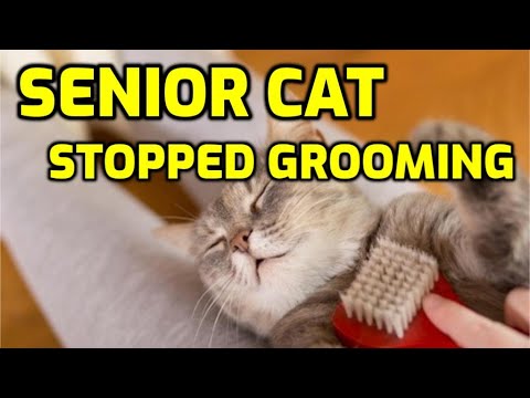 How To Help An Older Cat With Grooming And Staying Clean