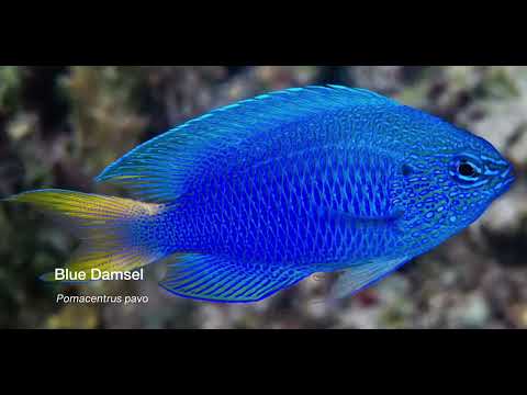 3 Other Damsels A - scuba diving video