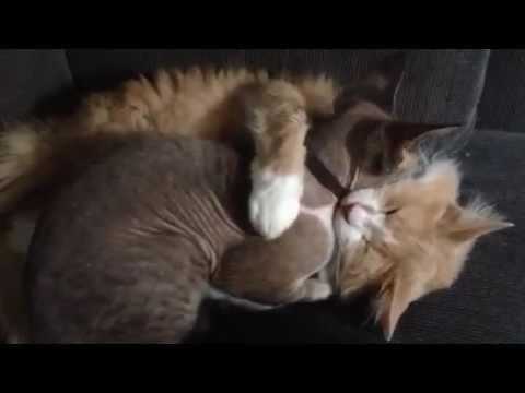 Leo & Alfie - Cute cats having a cuddle