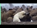 Polar Bear Vs Walrus Planet Earth BBC Earth