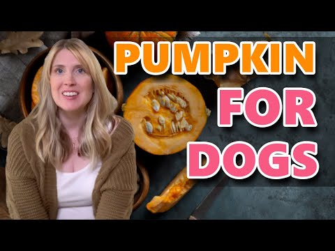 Why You Should Feed Pumpkin To Your Dog