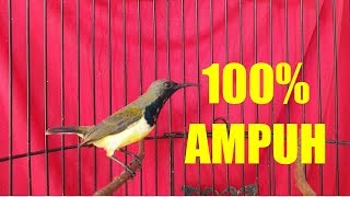 Download lagu Cukup 1 MENIT SAJA, Sogon bakal langsung NYAUT GACOR dan NEMBAK NGALAS || Master Sogok Ontong mp3