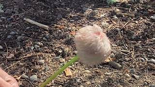 Dr. Sues Horton Hears a Who Flower!!! 