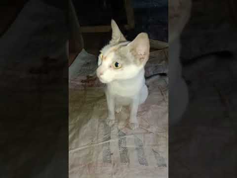 Baby Cute cat  and Funny Cats Videos