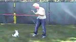Talking Dog
