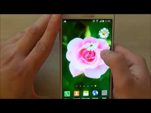 Roses Wallpaper Video