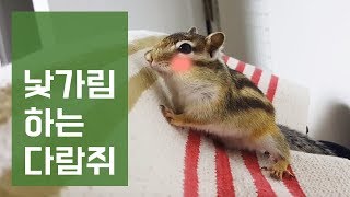 수줍수줍 낯가림하는 다람쥐