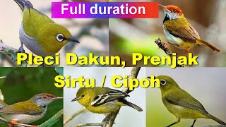 Download lagu Suara Pikat Pleci Sirtu Cipoh prenjak, Ampuh menjebak Burung Kecil mp3 Download lagu Suara Pikat Pleci Sirtu Cipoh prenjak, Ampuh menjebak Burung Kecil mp3