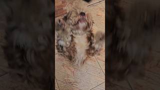 Cachorra pulando de alegria #dog #doglover #dogshorts #brincadeiras #cachorro