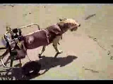 Nicolette - Malbu Beach