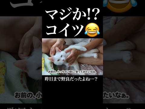 マジか!? コイツ😂昨日まで野良だったよね…?💦　 #保護猫 #猫 #おもしろい猫 #猫のいる暮らし
