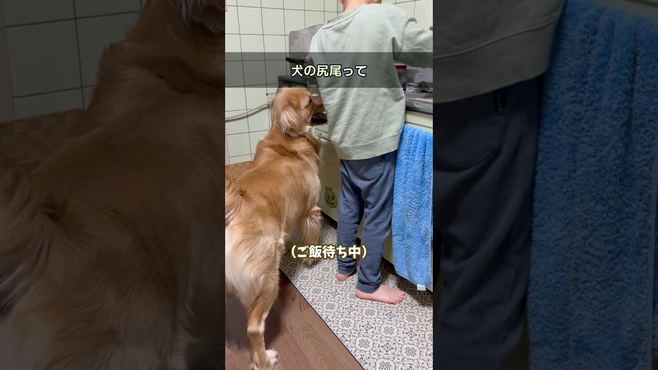 犬の尻尾 #dog #子供と犬 #犬の尻尾