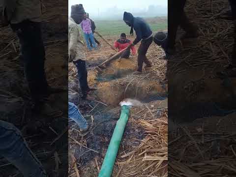 शाही को मारा गया #jangal wildlife porcupine quill porcupine attack