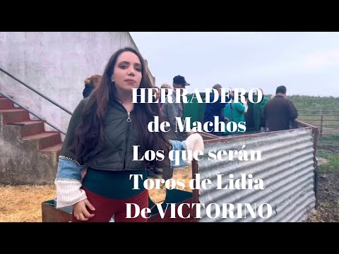 HERRADERO de MACHOS, serán Toros de Lidia de VICTORINO