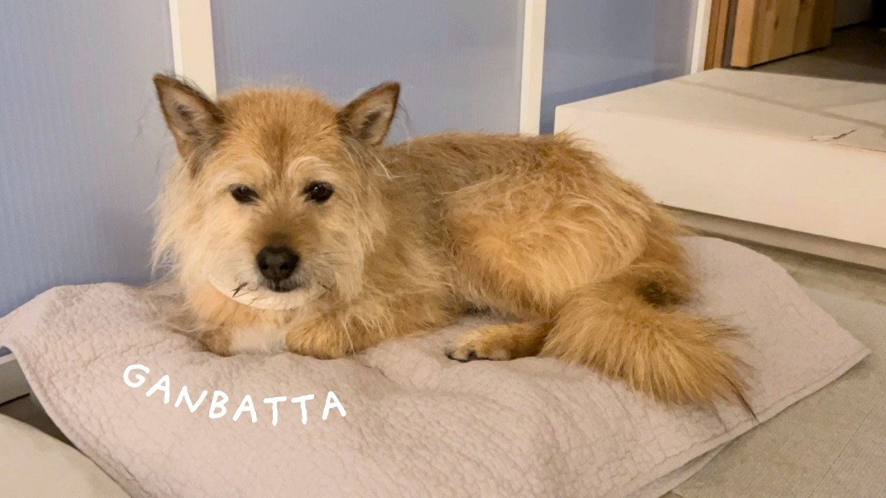 腫瘍切除の手術からの帰宅した夜のこと