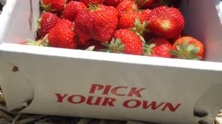 preview picture of video 'Strawberry Picking, Quonset View Farm, Portsmouth, RI'