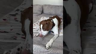 Video preview image #1 American Pit Bull Terrier-Unknown Mix Puppy For Sale in Minneapolis, MN, USA