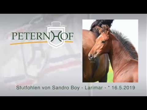 Stutfohlen von Sandro Boy x Larimar
